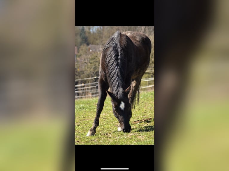 Quarterhäst Sto 19 år 148 cm Svart in Mömbris