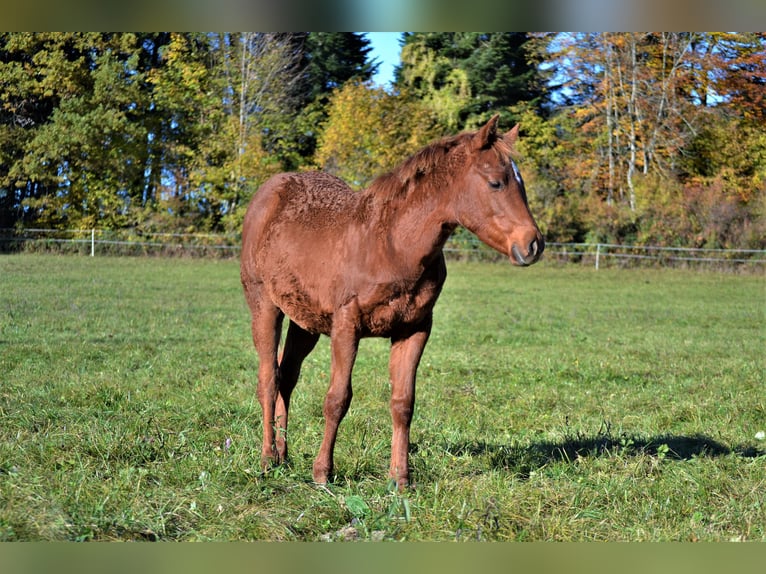 Quarterhäst Sto 1 år 150 cm Fux in Thalgau