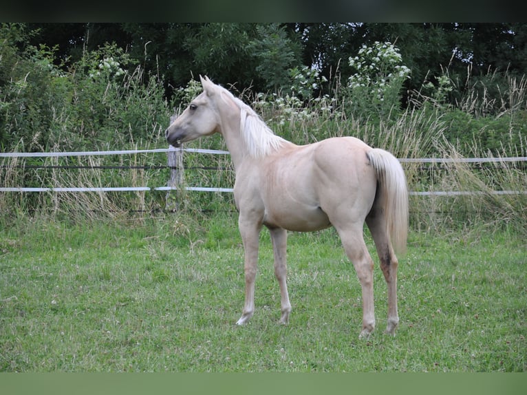 Quarterhäst Sto 1 år 150 cm Palomino in Bückeburg Evesen