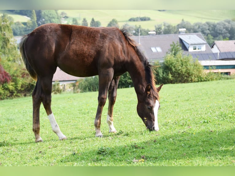 Quarterhäst Sto 1 år 151 cm Mörkbrun in Ampflwang