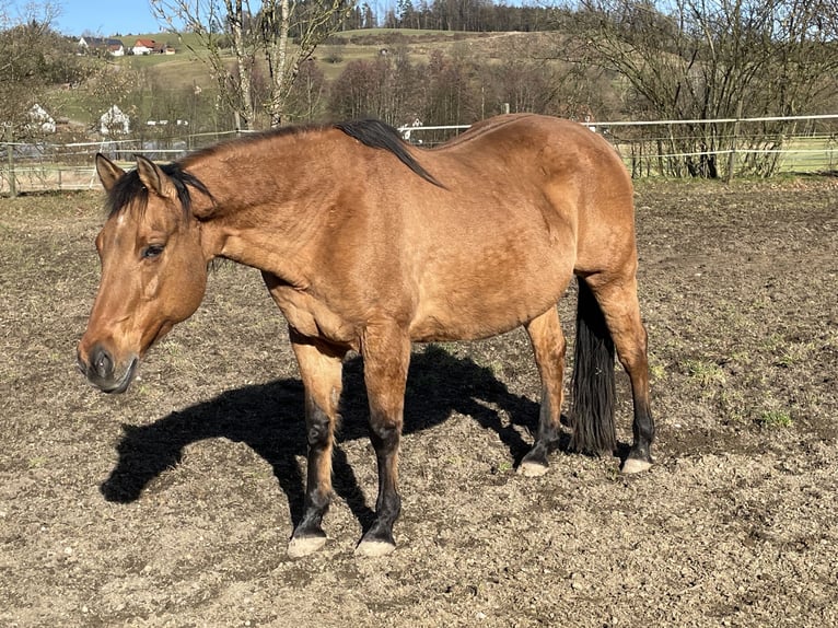Quarterhäst Sto 21 år 152 cm Black in Deggenhausertal