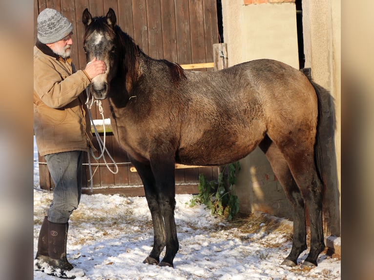 Quarterhäst Sto 2 år 148 cm Grå in Müglitztal