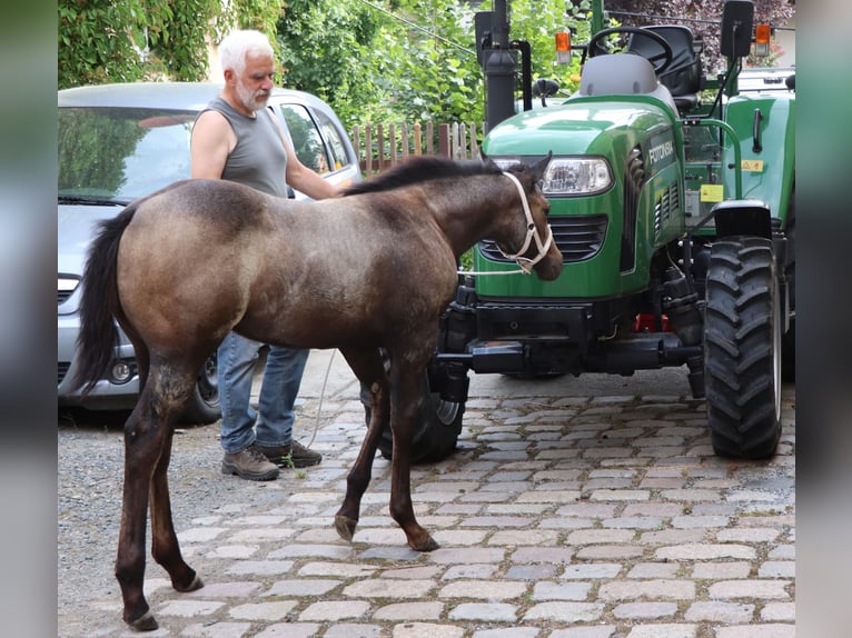 Quarterhäst Sto 2 år 150 cm Grå in Müglitztal