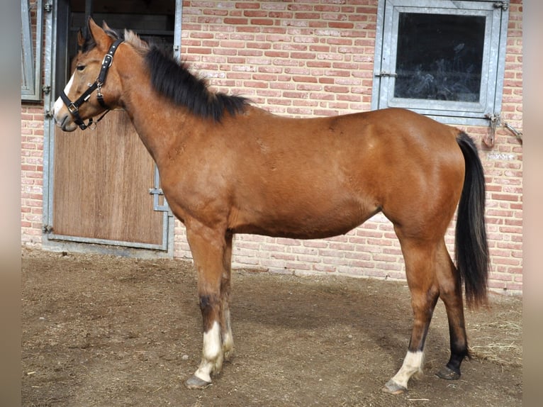Quarterhäst Sto 2 år 150 cm Gulbrun in Herselt
