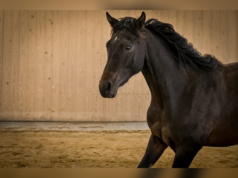 Quarterhäst Sto 2 år 150 cm Mörkbrun in Ostrach