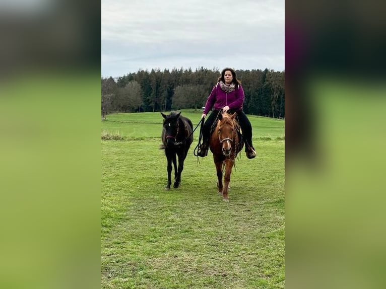 Quarterhäst Sto 2 år 155 cm Svart in Haltern am See