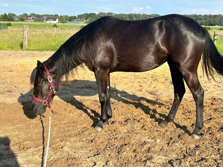 Quarterhäst Sto 2 år 155 cm Svart in Haltern am See