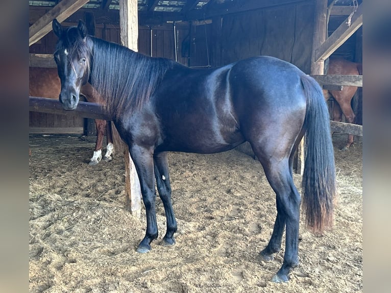 Quarterhäst Sto 2 år 155 cm Svart in Haltern am See