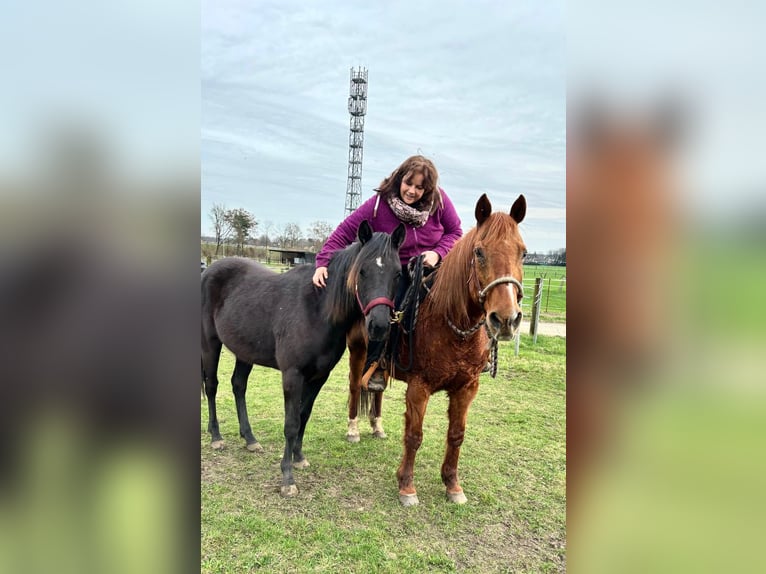 Quarterhäst Sto 2 år 155 cm Svart in Haltern am See