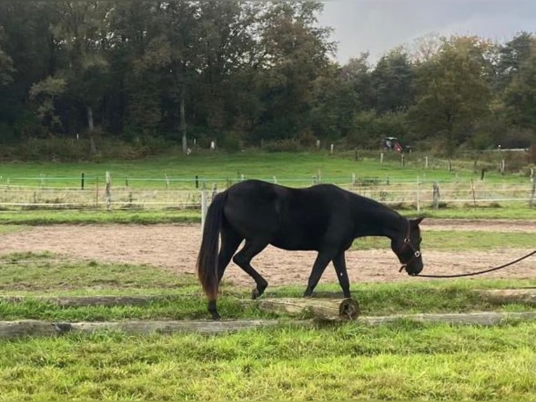 Quarterhäst Sto 2 år 155 cm Svart in Haltern am See