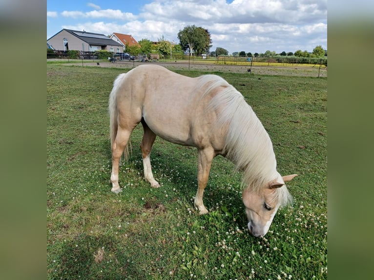 Quarterhäst Sto 2 år Palomino in Vogelwaarde