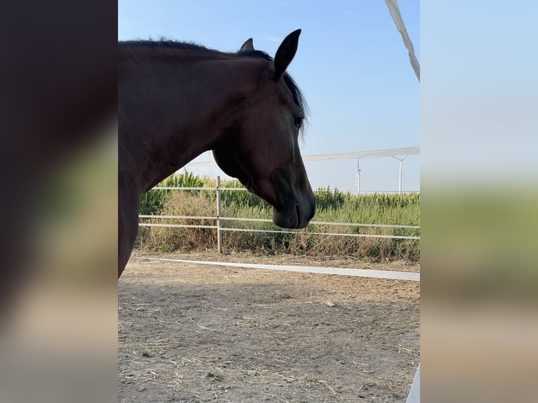 Quarterhäst Sto 3 år 145 cm Brun in Mannersdorf am Leithagebirge