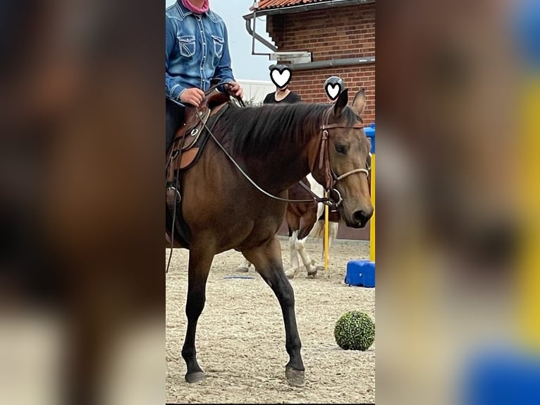 Quarterhäst Sto 4 år 149 cm Gulbrun in Stadthagen