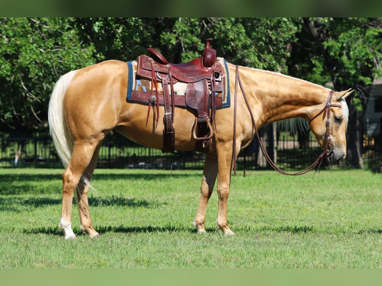 Quarterhäst Sto 4 år 150 cm Palomino in Desdemona