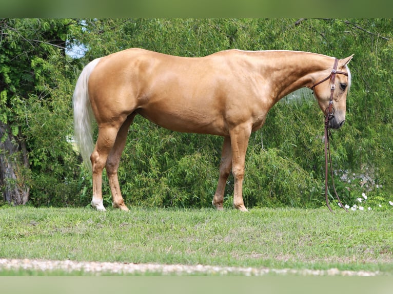 Quarterhäst Sto 4 år 150 cm Palomino in Desdemona