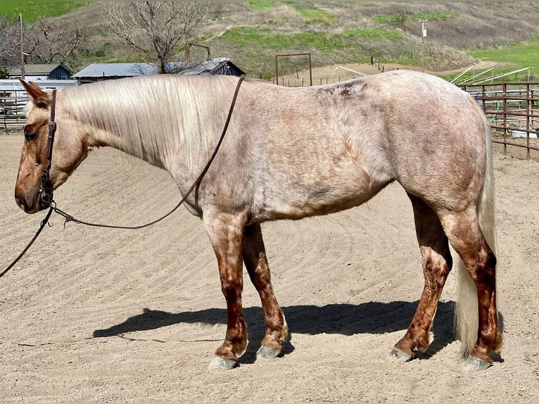 Quarterhäst Sto 4 år 150 cm Palomino in Bitterwater CA