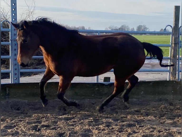 Quarterhäst Sto 4 år 155 cm Mörkbrun in Vreeland