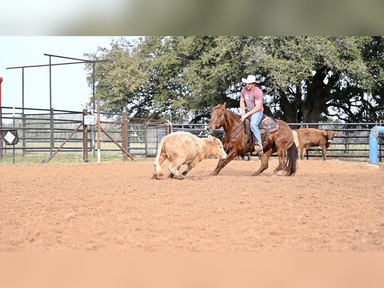 Quarterhäst Sto 5 år 150 cm Fux in Waco, TX