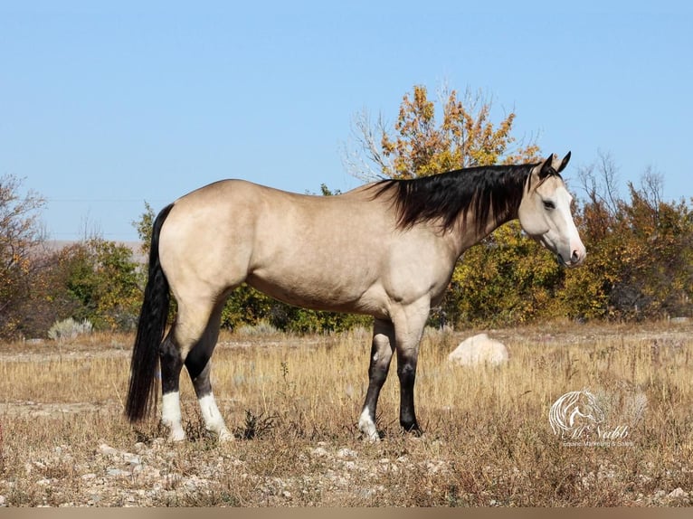Quarterhäst Sto 5 år 150 cm Gulbrun in Cody, WY