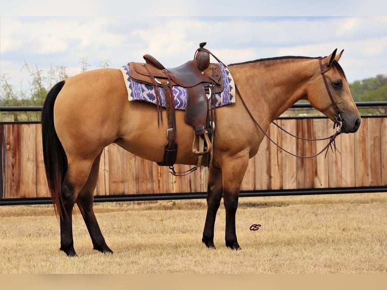 Quarterhäst Sto 5 år 152 cm Gulbrun in Graham, TX