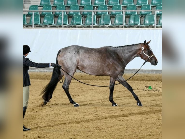 Quarterhäst Sto 5 år 165 cm Brunskimmel in Bützow