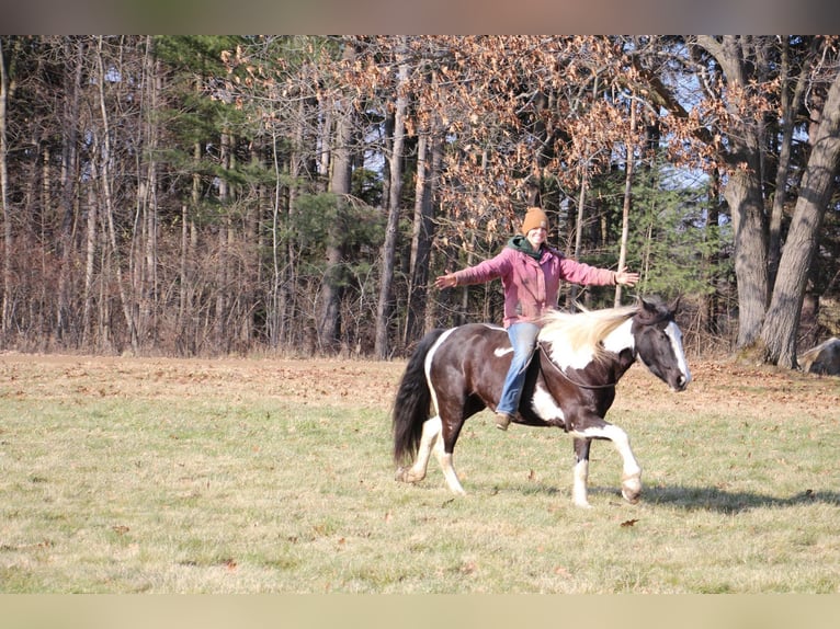 Quarterhäst Sto 5 år Tobiano-skäck-alla-färger in Howell MI