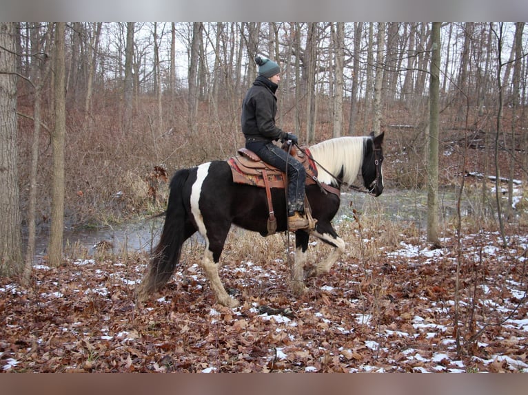 Quarterhäst Sto 5 år Tobiano-skäck-alla-färger in Howell MI