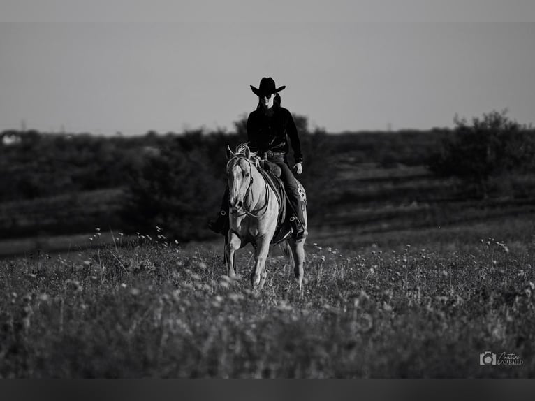 Quarterhäst Sto 6 år 142 cm Palomino in Addison, TX