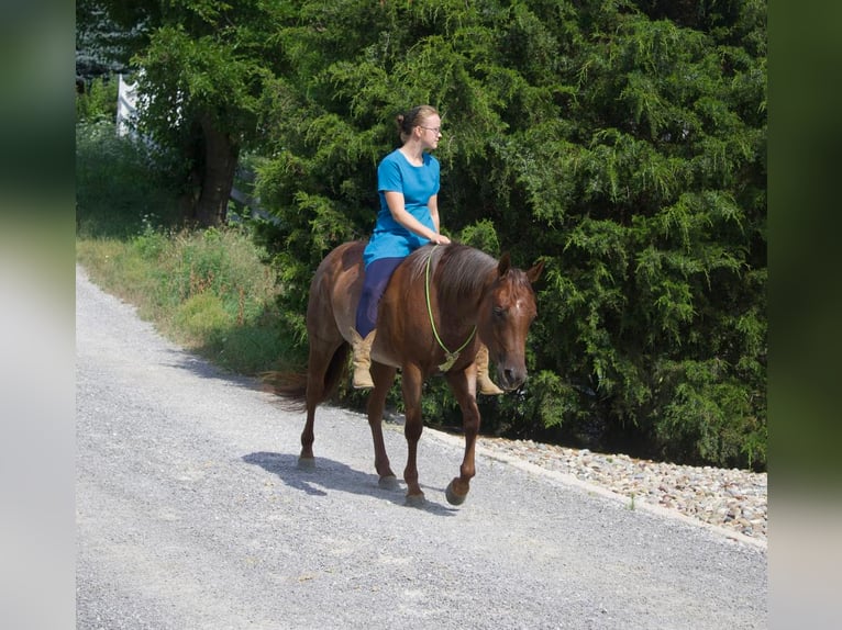 Quarterhäst Sto 6 år 145 cm Rödskimmel in Millersburg, OH