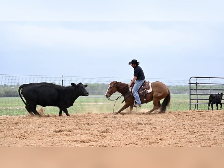 Quarterhäst Sto 6 år 147 cm Fux in Waco