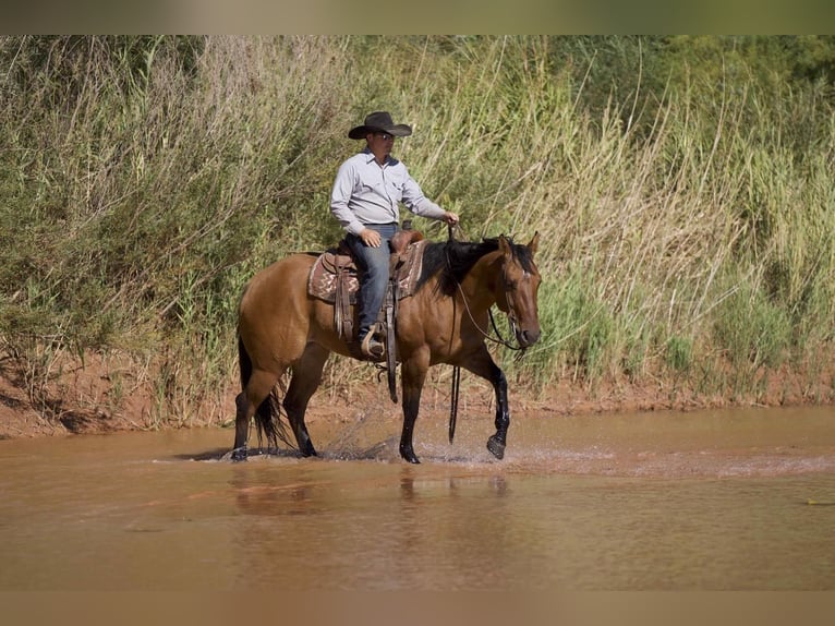 Quarterhäst Sto 6 år 152 cm Black in Waco, TX