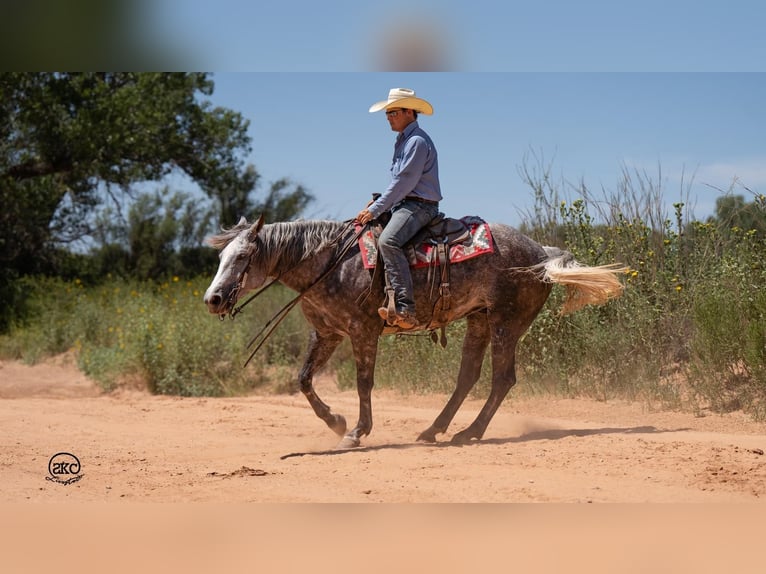 Quarterhäst Sto 6 år 152 cm Grå in Canyon, TX