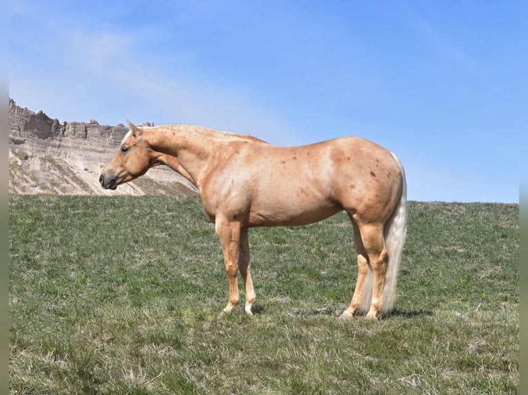 Quarterhäst Sto 6 år 152 cm Palomino in Bayard, Nebraska