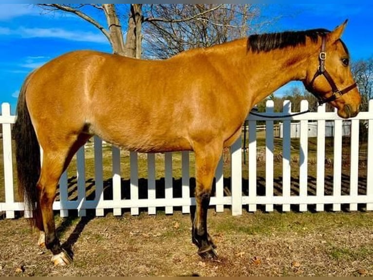 Quarterhäst Blandning Sto 6 år Gulbrun in Northfield, MA