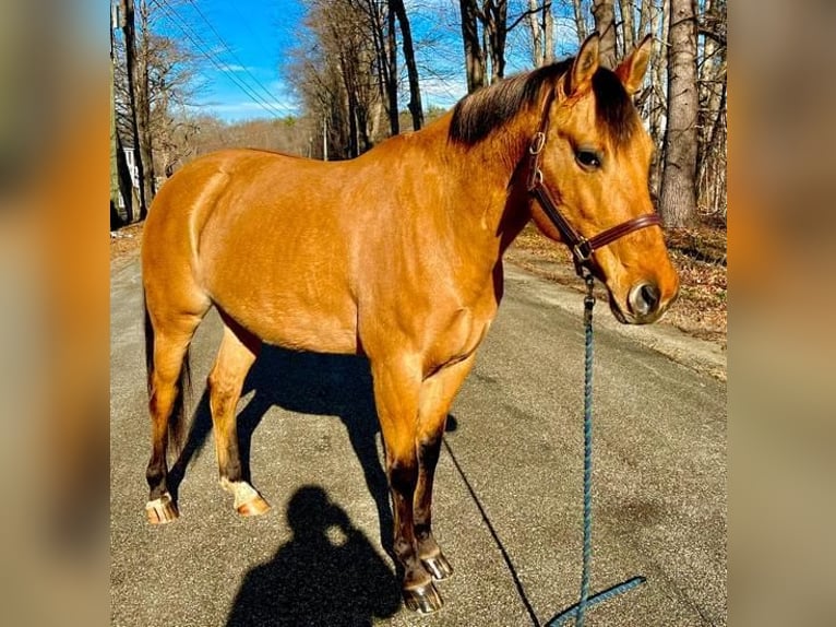 Quarterhäst Blandning Sto 6 år Gulbrun in Northfield, MA