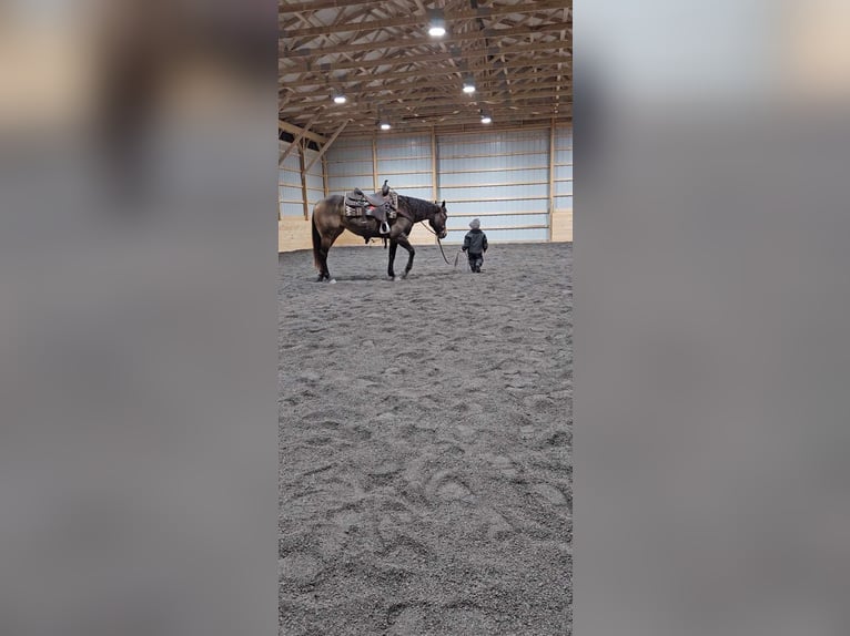 Quarterhäst Sto 7 år 145 cm Gulbrun in Rebersburg, PA