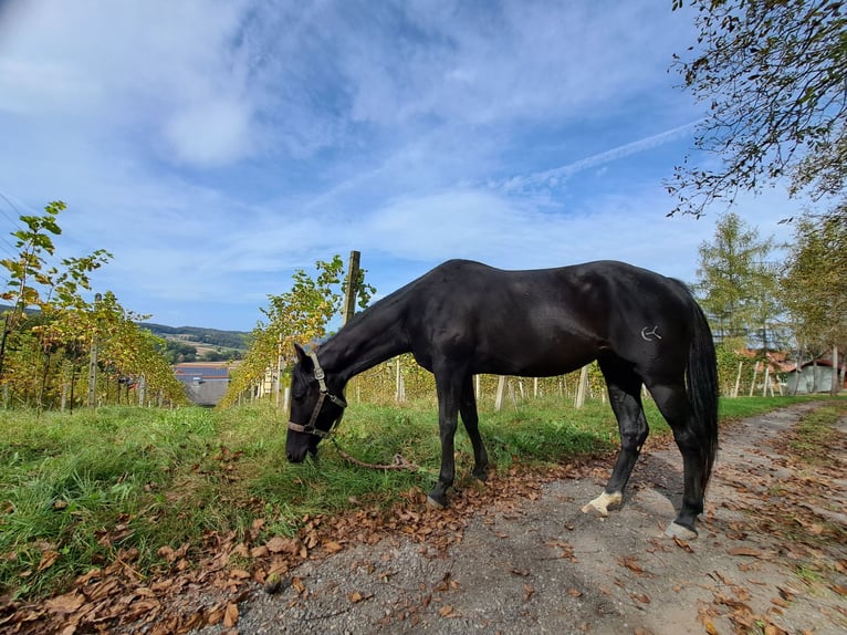 Quarterhäst Sto 7 år 150 cm Rökfärgad svart in Deutsch Goritz