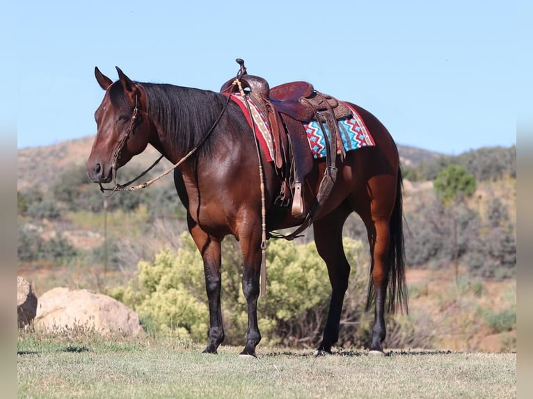 Quarterhäst Sto 7 år 152 cm Brun in Dewey, AZ