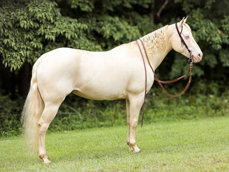 Quarterhäst Sto 7 år 152 cm Cremello in Mt Hope AL