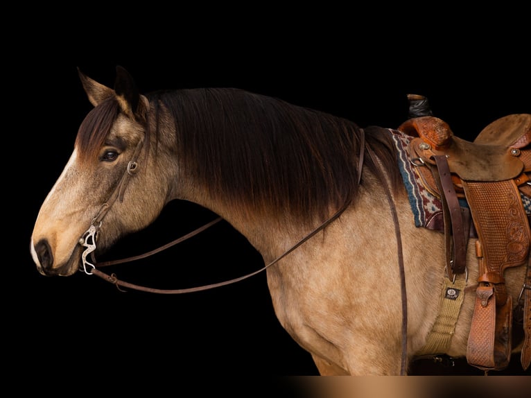Quarterhäst Blandning Sto 7 år 160 cm Gulbrun in Decorah, IA