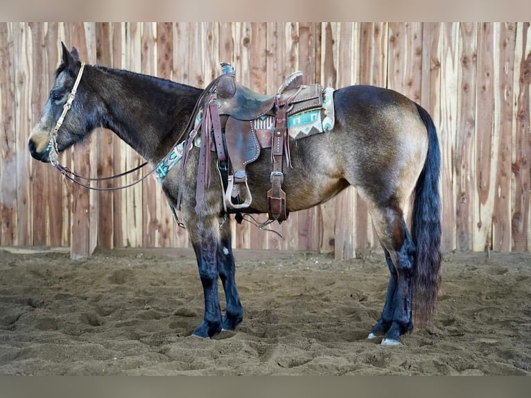 Quarterhäst Sto 8 år 152 cm Gulbrun in Valley Springs, SD