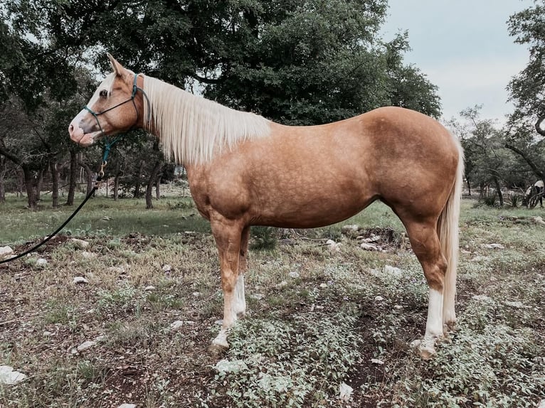 Quarterhäst Sto 8 år 152 cm Palomino in Spring Branch, TX