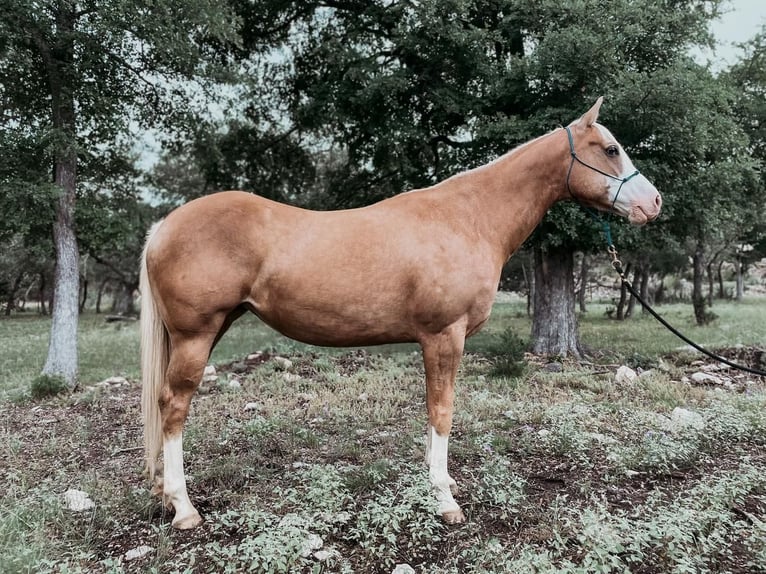 Quarterhäst Sto 8 år 152 cm Palomino in Spring Branch, TX