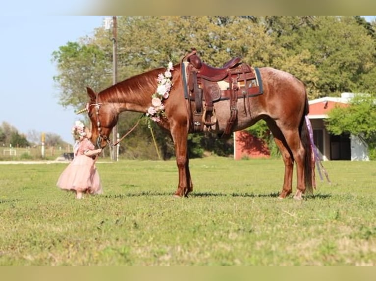 Quarterhäst Sto 8 år Rödskimmel in Burleson, TX