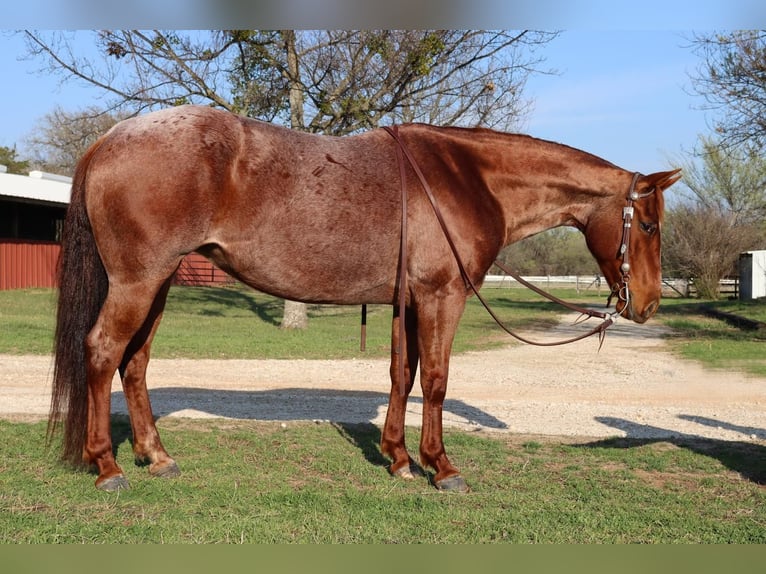 Quarterhäst Sto 8 år Rödskimmel in Burleson, TX