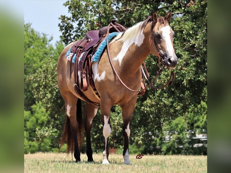 Quarterhäst Sto 9 år 152 cm Gulbrun in Jacksboro, TX