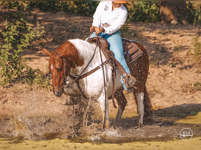 Quarterhäst Sto 9 år Tobiano-skäck-alla-färger in Weatherford TX