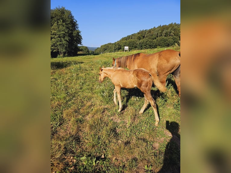 Quarterhäst Sto Föl (06/2024) 148 cm Palomino in Klingenberg am Main