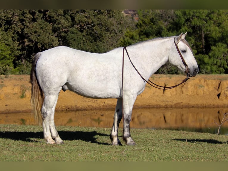 Quarterhäst Valack 10 år 142 cm Grå in cleburne TX