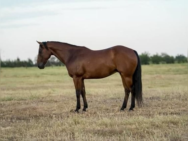 Quarterhäst Valack 10 år 145 cm Brun in Mt Vernon, TX